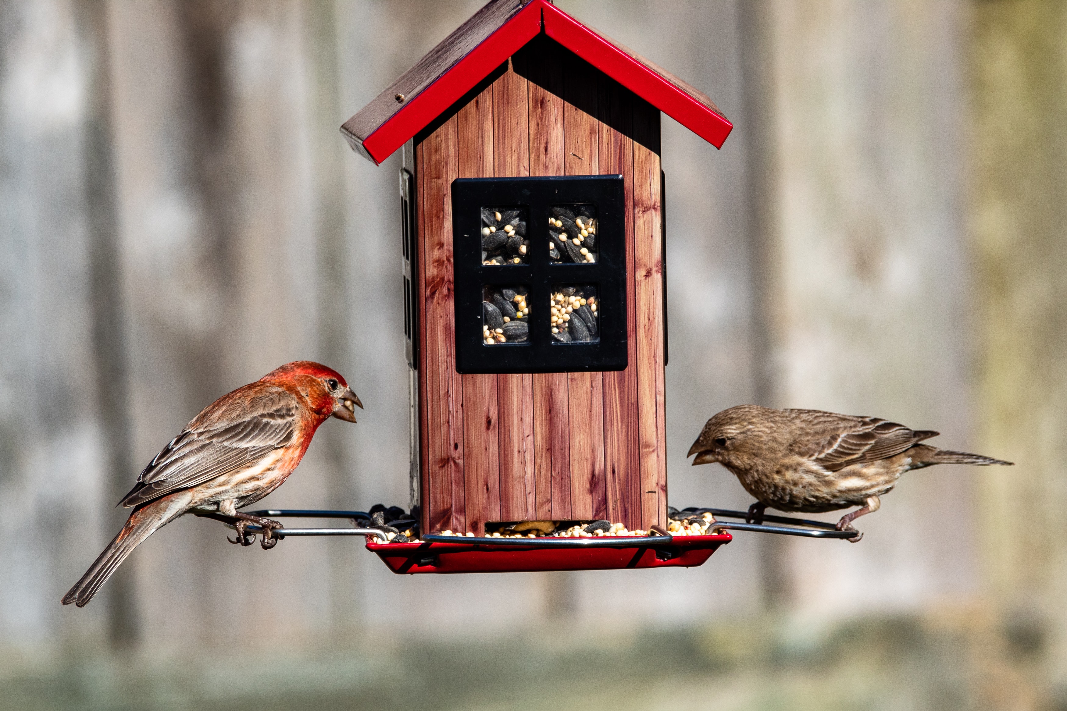 Инструкция: как помочь птицам пережить зиму